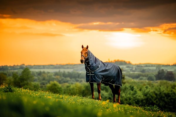 Amigo 900D Plus Pony 200g Rug