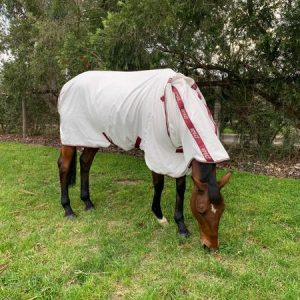 Amigo-Aussie-Allrounder-Cotton-Rug