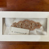 Cantaloup Stock Tiana - Image 3