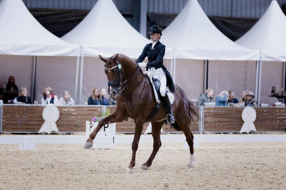 Dressage and Jumping with the Stars - Dressage