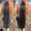 Hairy Pony 2in1 Detangle Shine Spray - Image 2