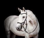 Micklem 2 Competition Bridle