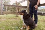 Nullabor Oilskin Dog Coat