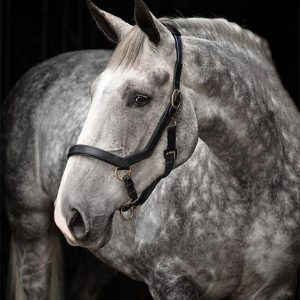 Rambo-Micklem-Headcollar