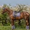 Waldhausen Florence Saddle Pads - Image 6