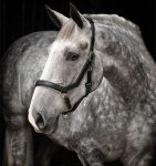 Rambo Micklem Headcollar